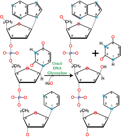 Uracil DNA-N glycosylase