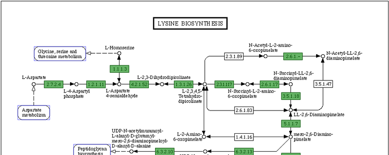File:KeggMap.png